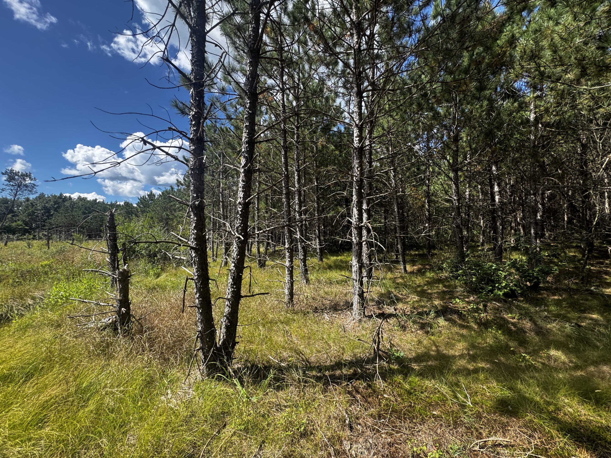80-acre timbered tract in the Town of Big Flats, Adams County