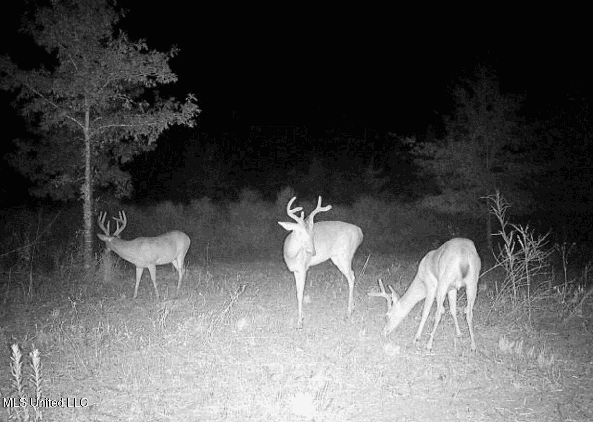 Tensas Parish Land Near Lake St. John – 80 Acres