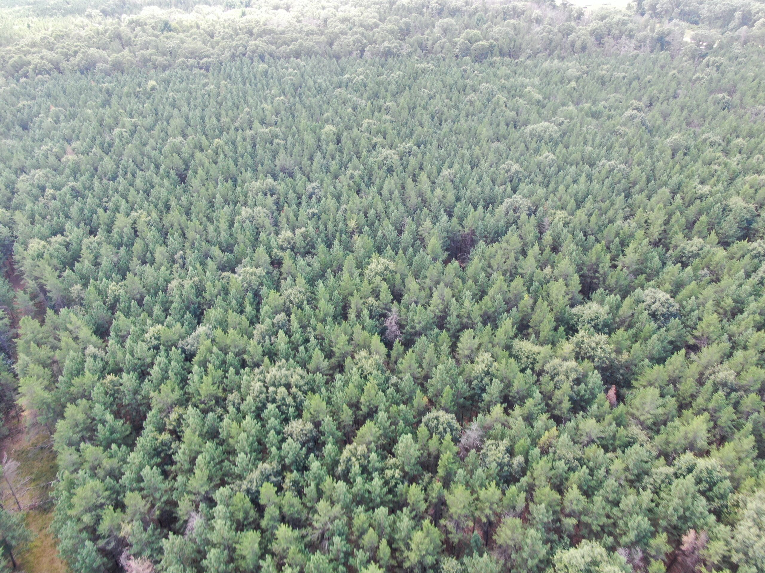 80-acre timber tract in the Town of Big Flats