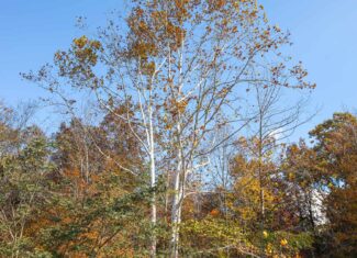 Liberty KY Country Home with Prime White-Tail Deer and Turkey Hunting Land