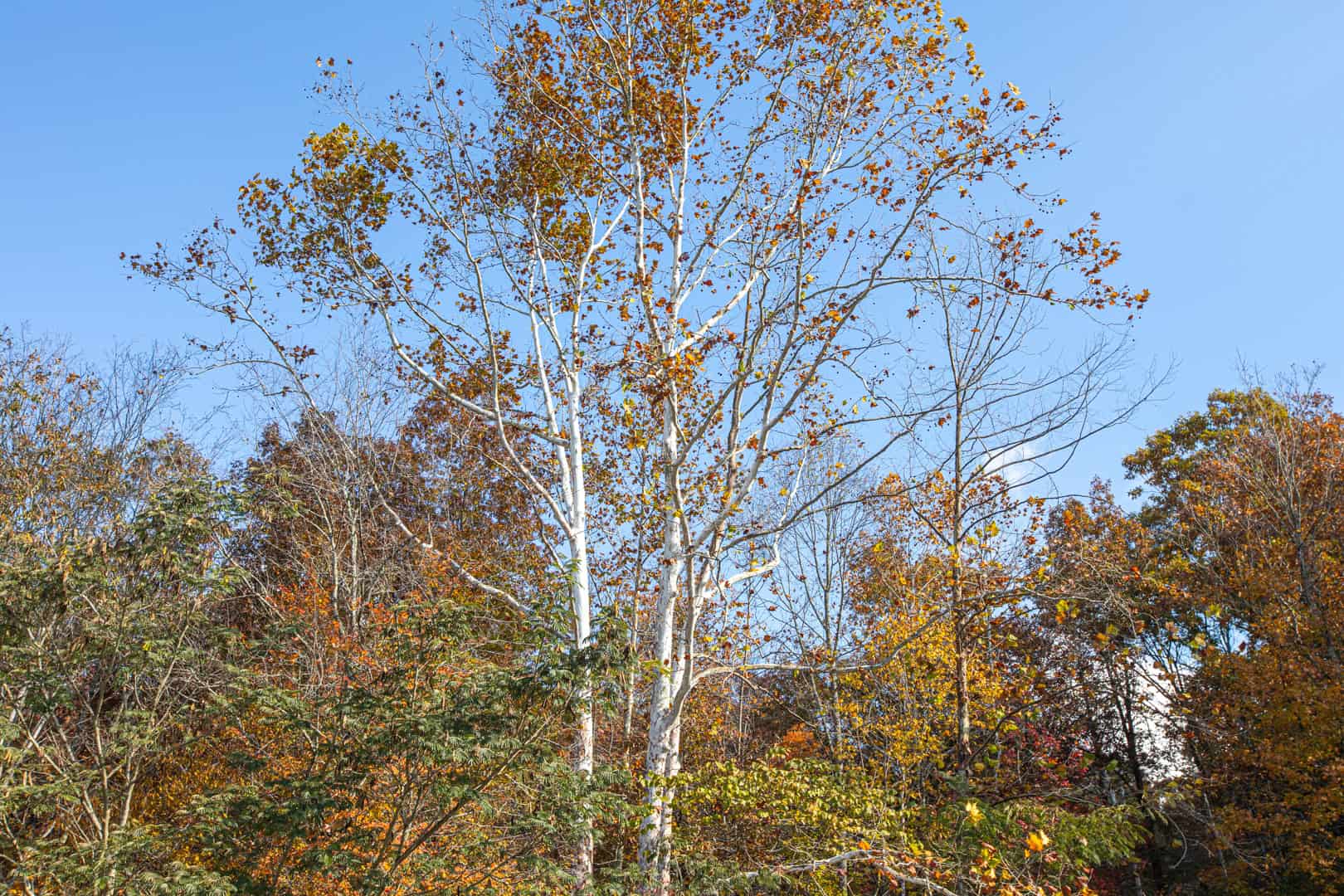 Liberty KY Country Home with Prime White-Tail Deer and Turkey Hunting Land