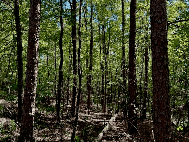 650 Acres Timberland and Lake Site Calhoun County MS