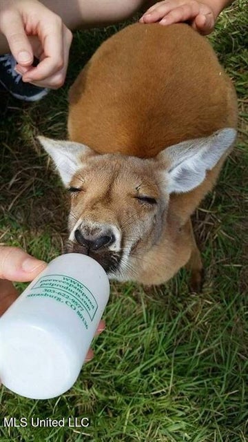 Magnolia Wilds – Premier Louisiana Investment Property for Sale