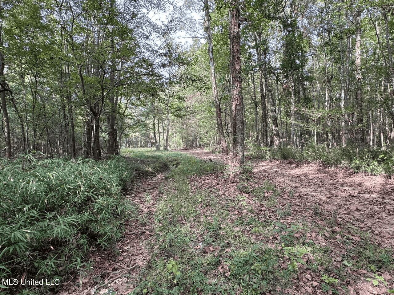 Hunting Land in Claiborne County, MS – The Sawmill 98