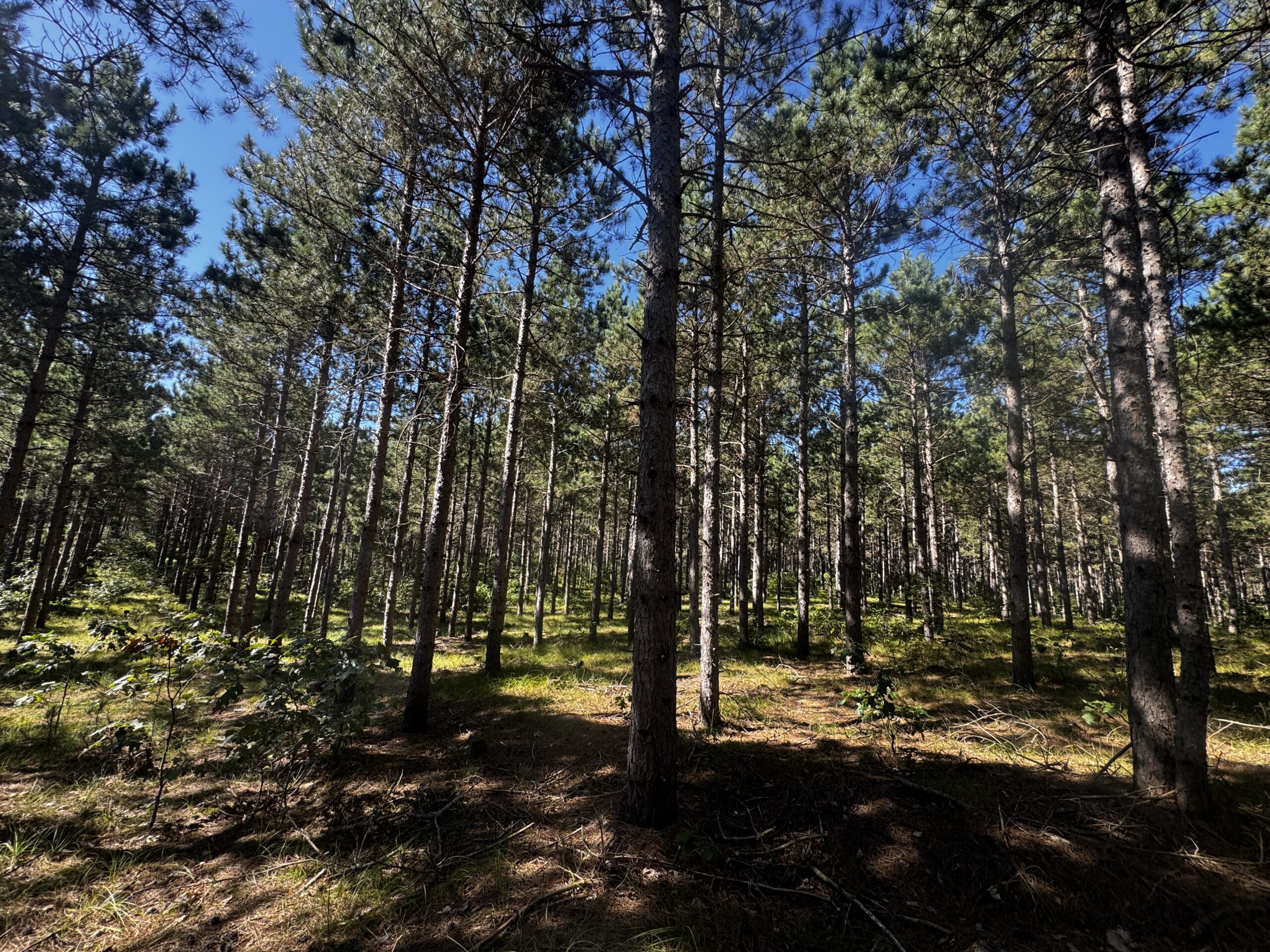 77-acre timber tract in the Town of Rome