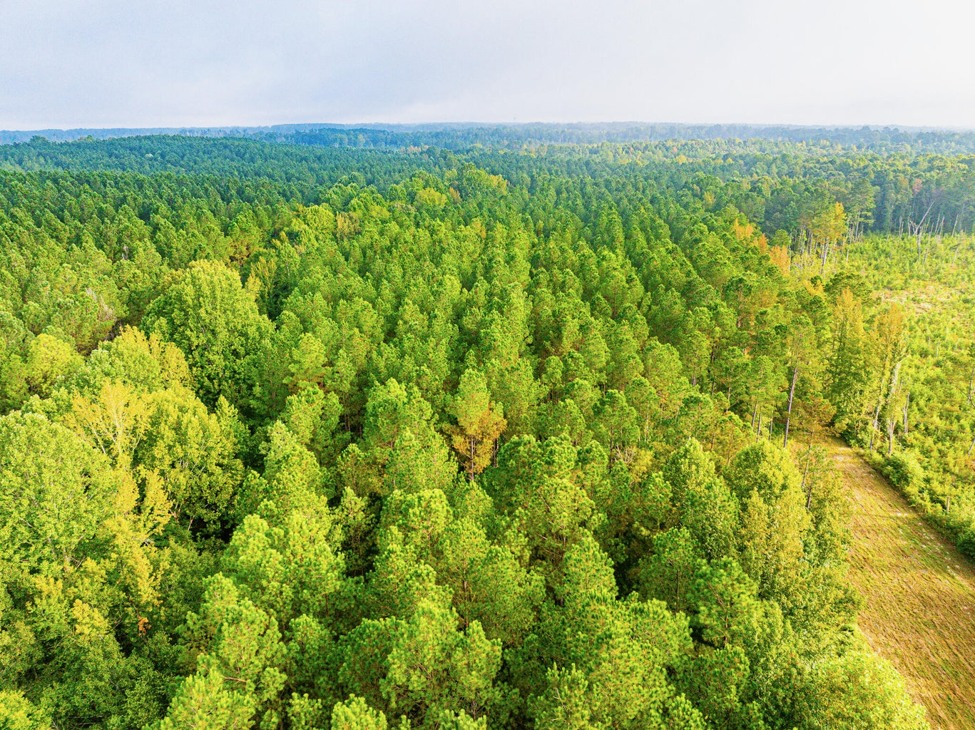 701 Acre Timber & Hunting Land Prentiss Co MS