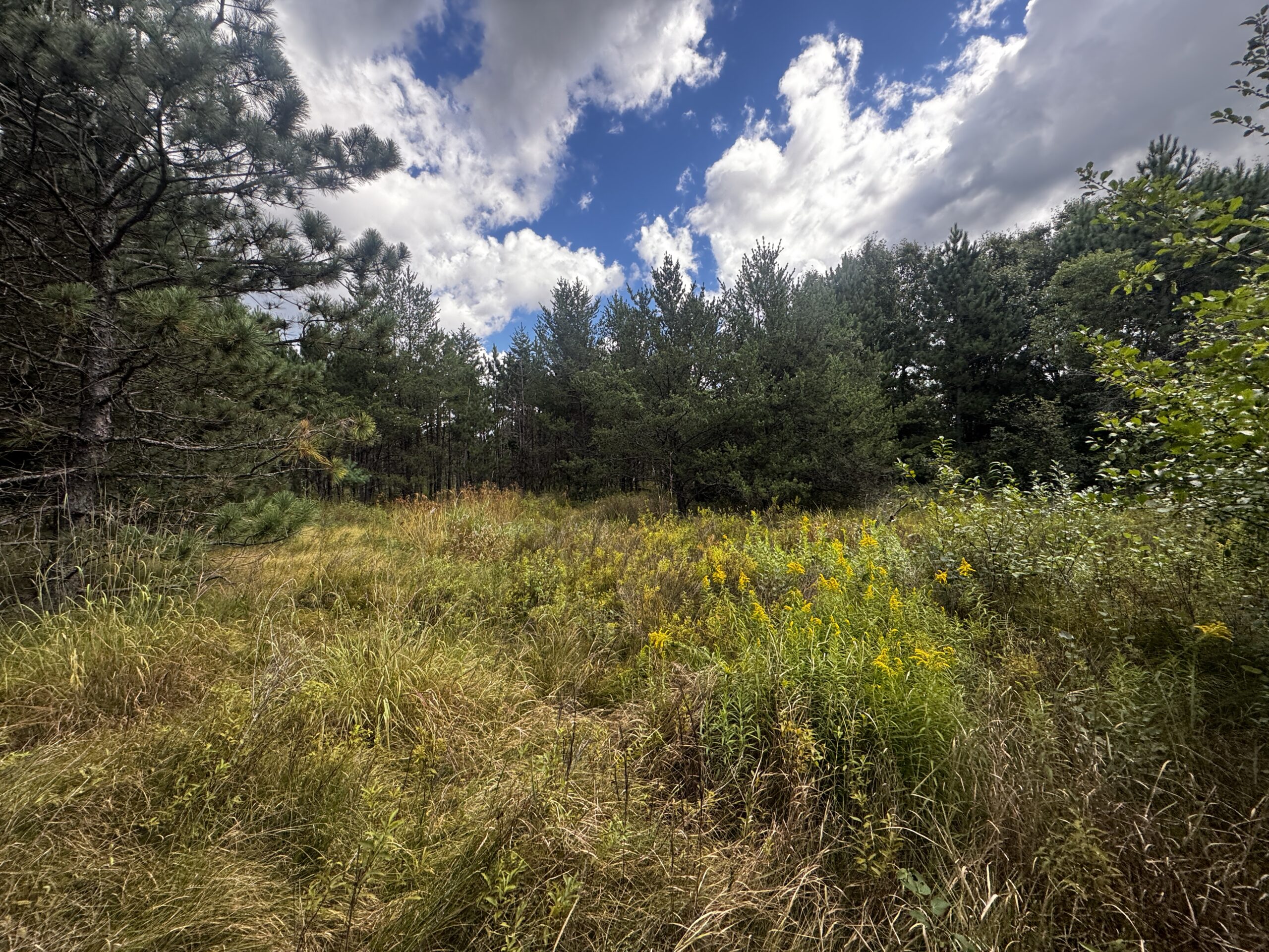 80-acre timbered tract in the Town of Big Flats, Adams County