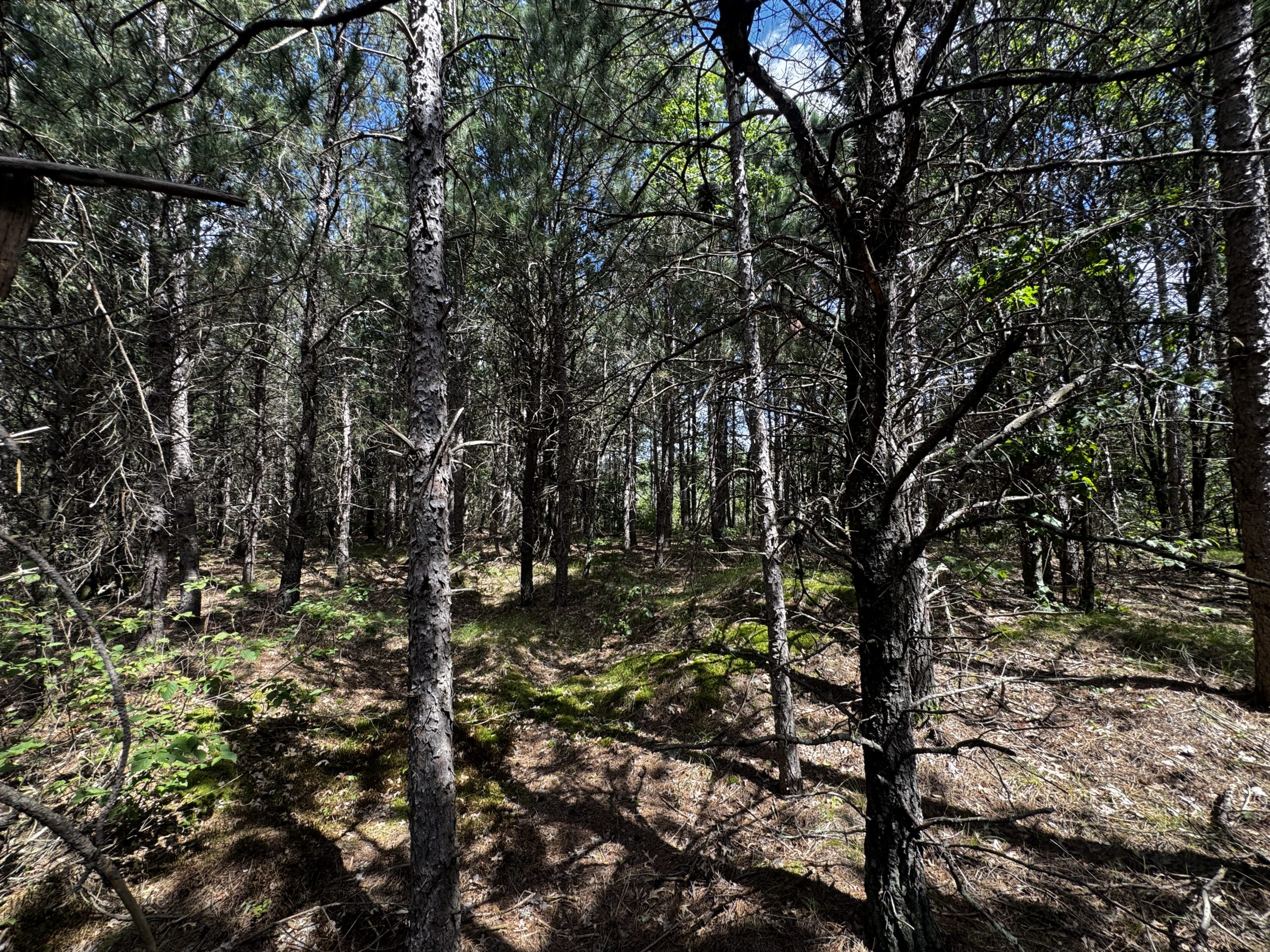 80-acre timber tract in the Town of Big Flats