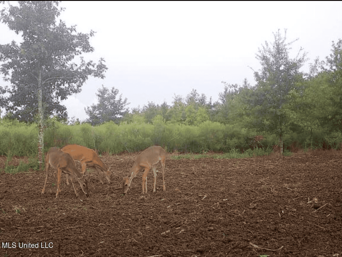 Tensas Parish Land Near Lake St. John – 80 Acres