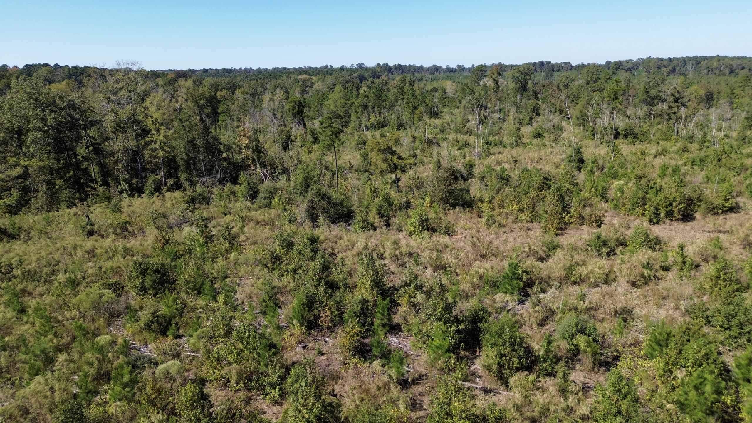Affordable Lincoln Parish Land for Sale – Tract 4