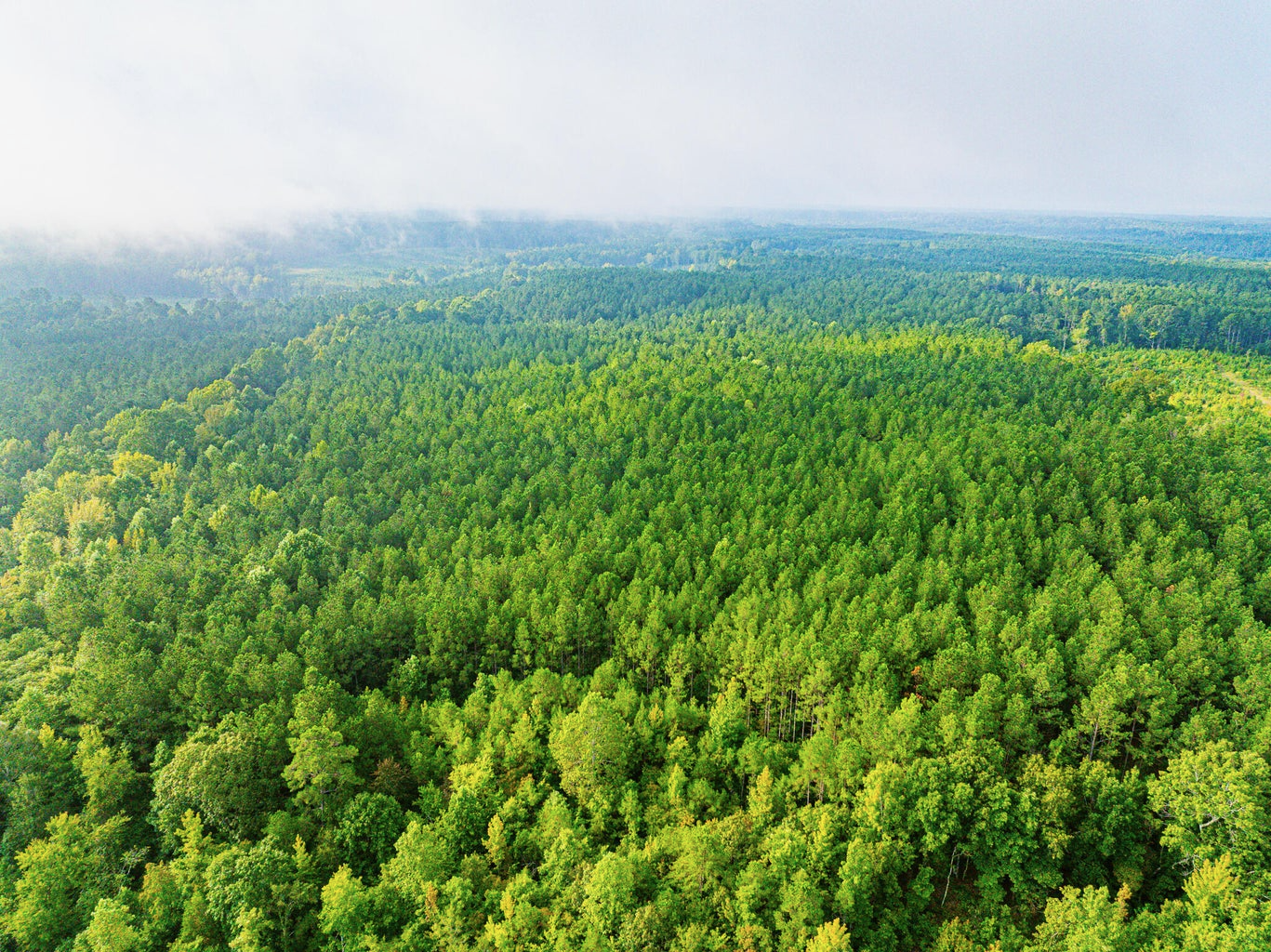 701 Acre Timber & Hunting Land Prentiss Co MS