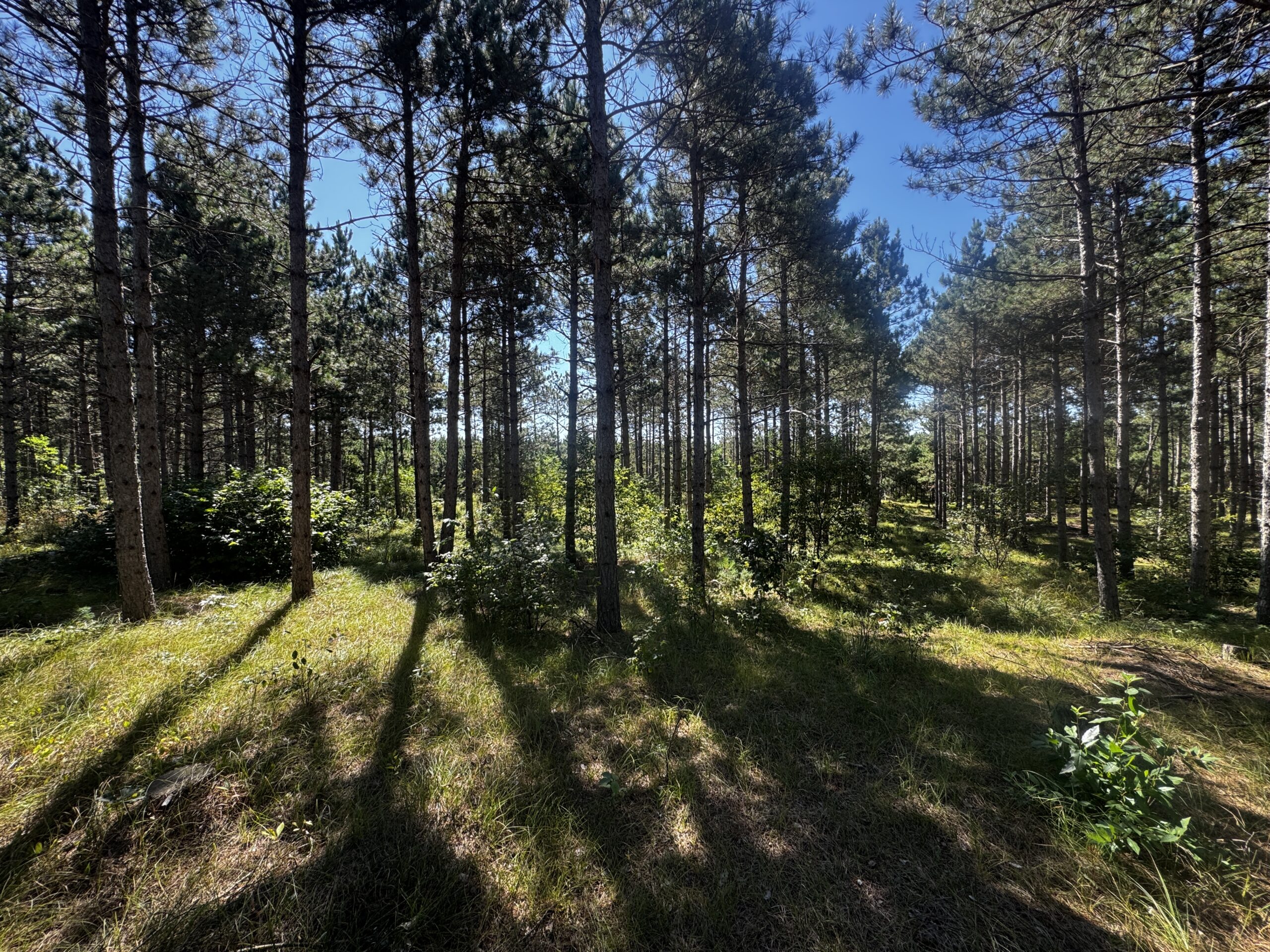 77-acre timber tract in the Town of Rome