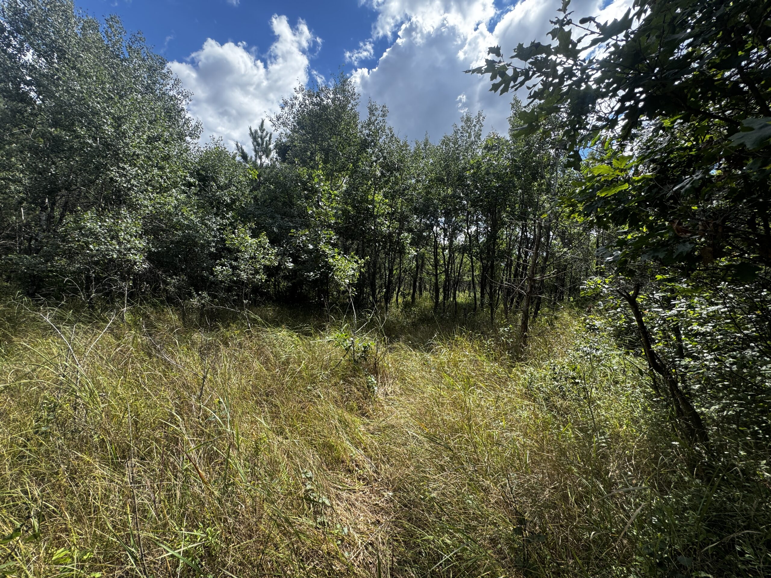 80-acre timbered tract in the Town of Big Flats, Adams County