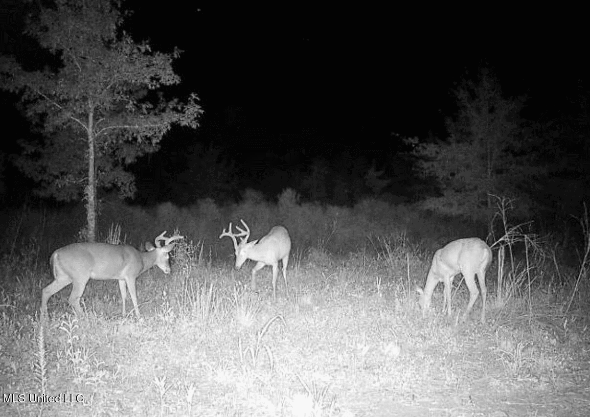 Tensas Parish Land Near Lake St. John – 80 Acres