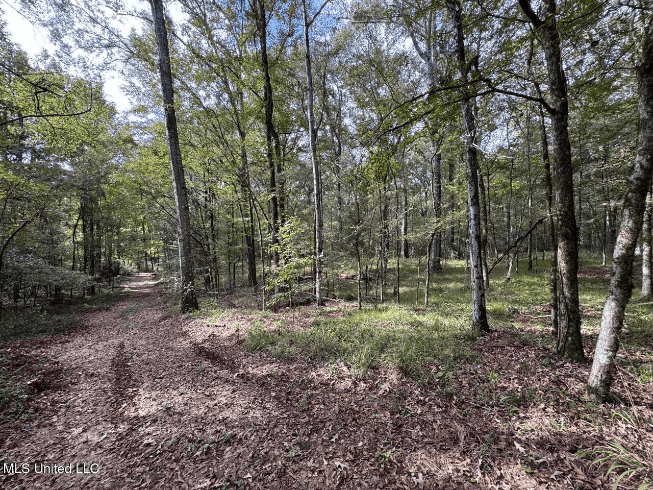 Hunting Land in Claiborne County, MS – The Sawmill 98