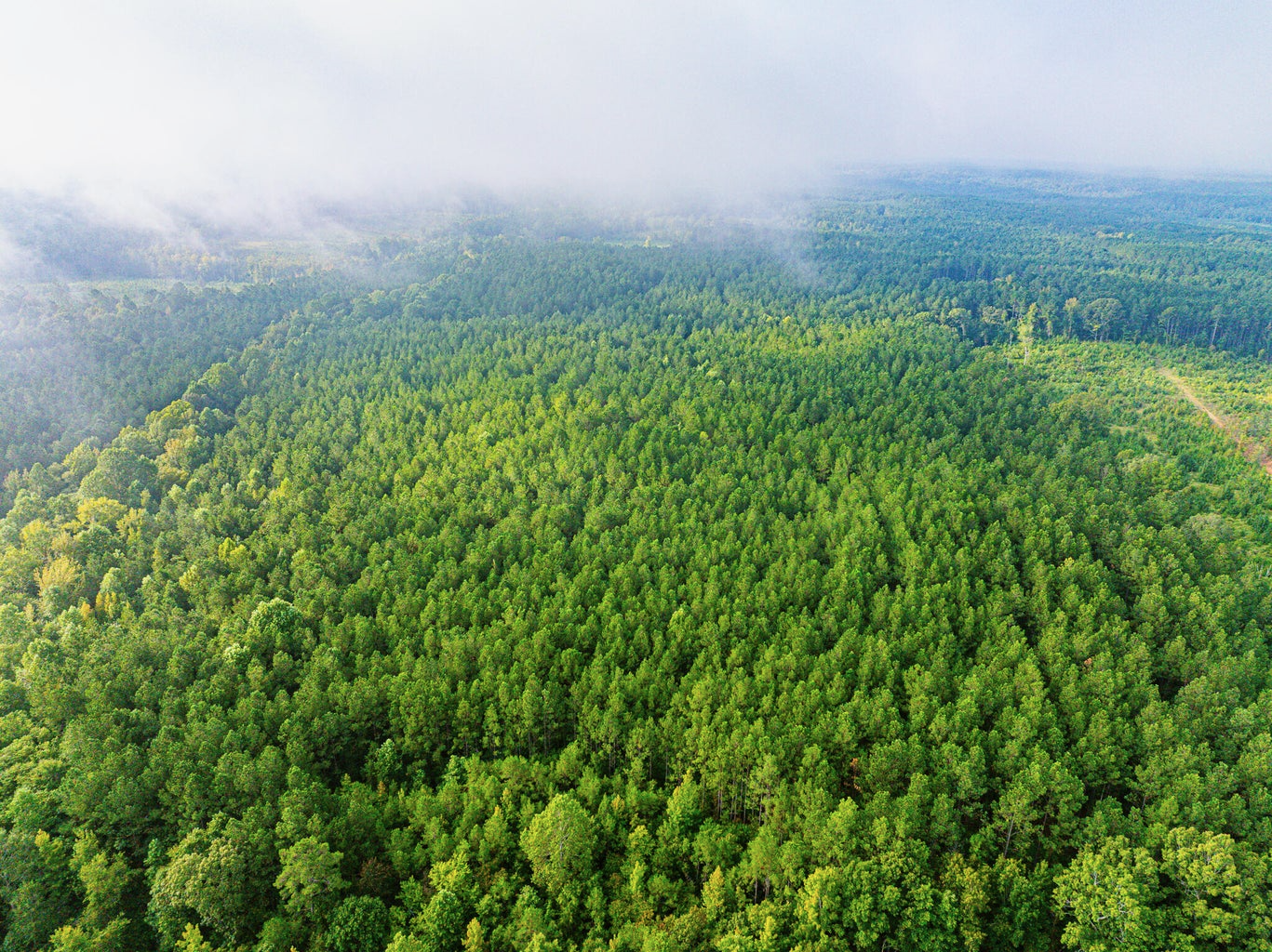 701 Acre Timber & Hunting Land Prentiss Co MS