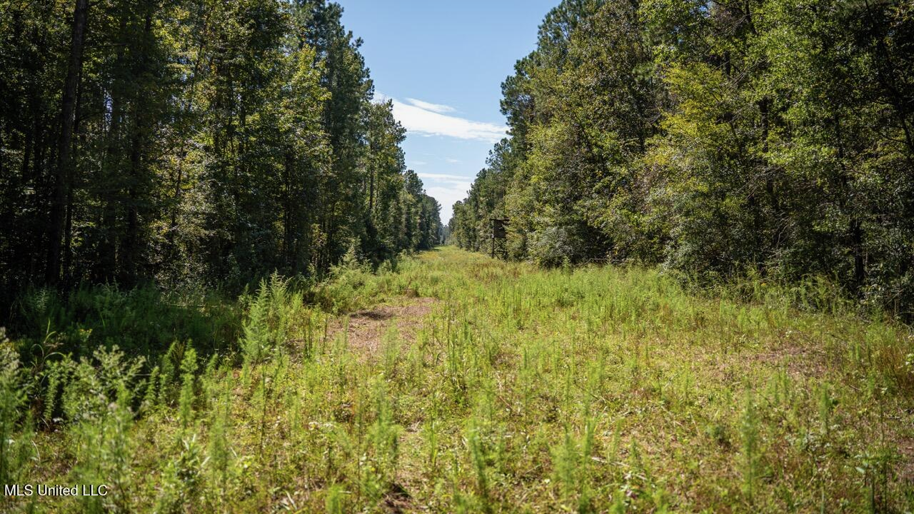 203 Acres in Smithdale MS – Turnkey Hunting Retreat