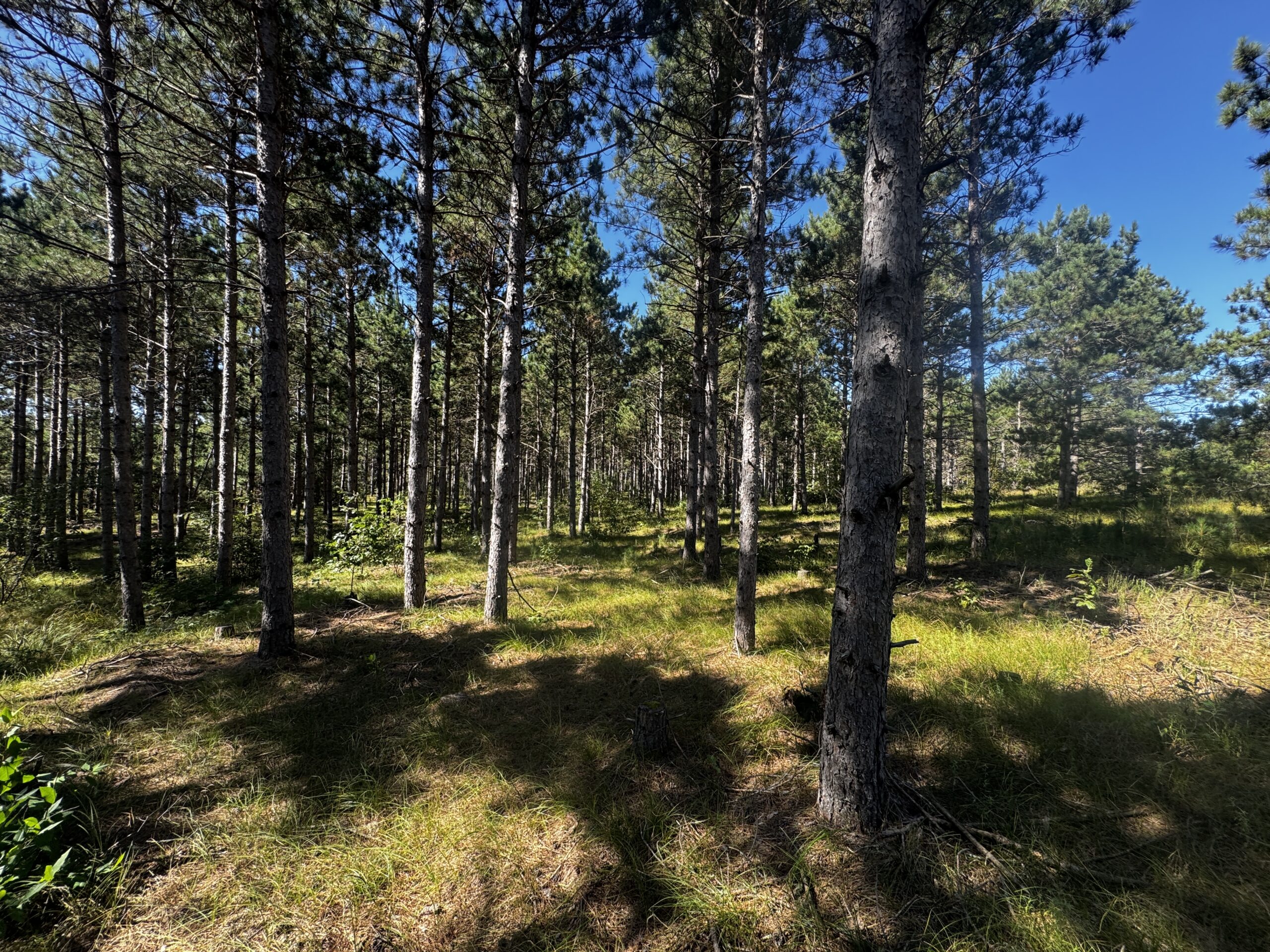 77-acre timber tract in the Town of Rome