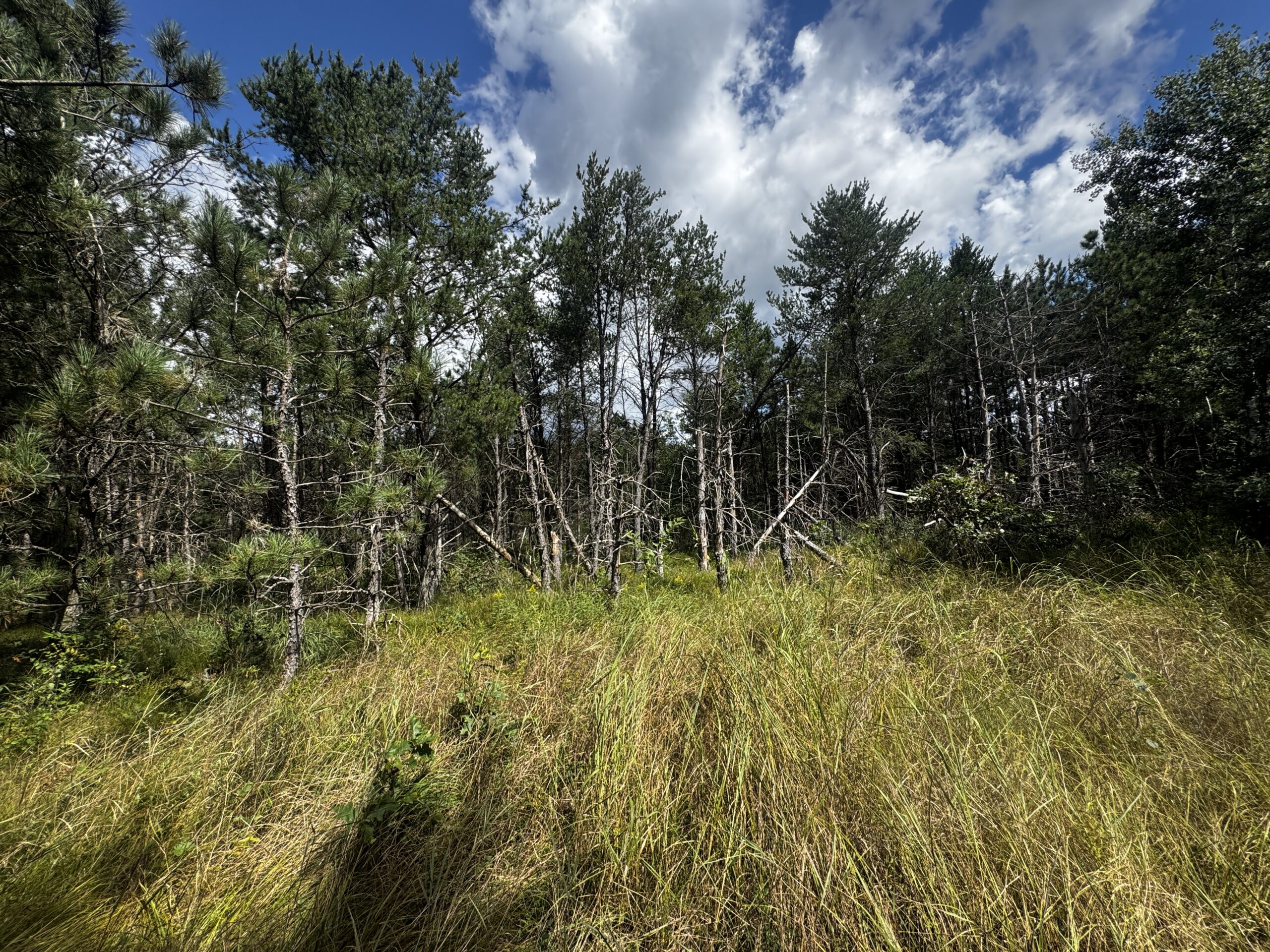 80-acre timbered tract in the Town of Big Flats, Adams County