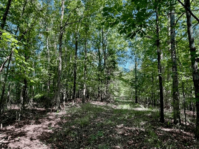 650 Acres Timberland and Lake Site Calhoun County MS