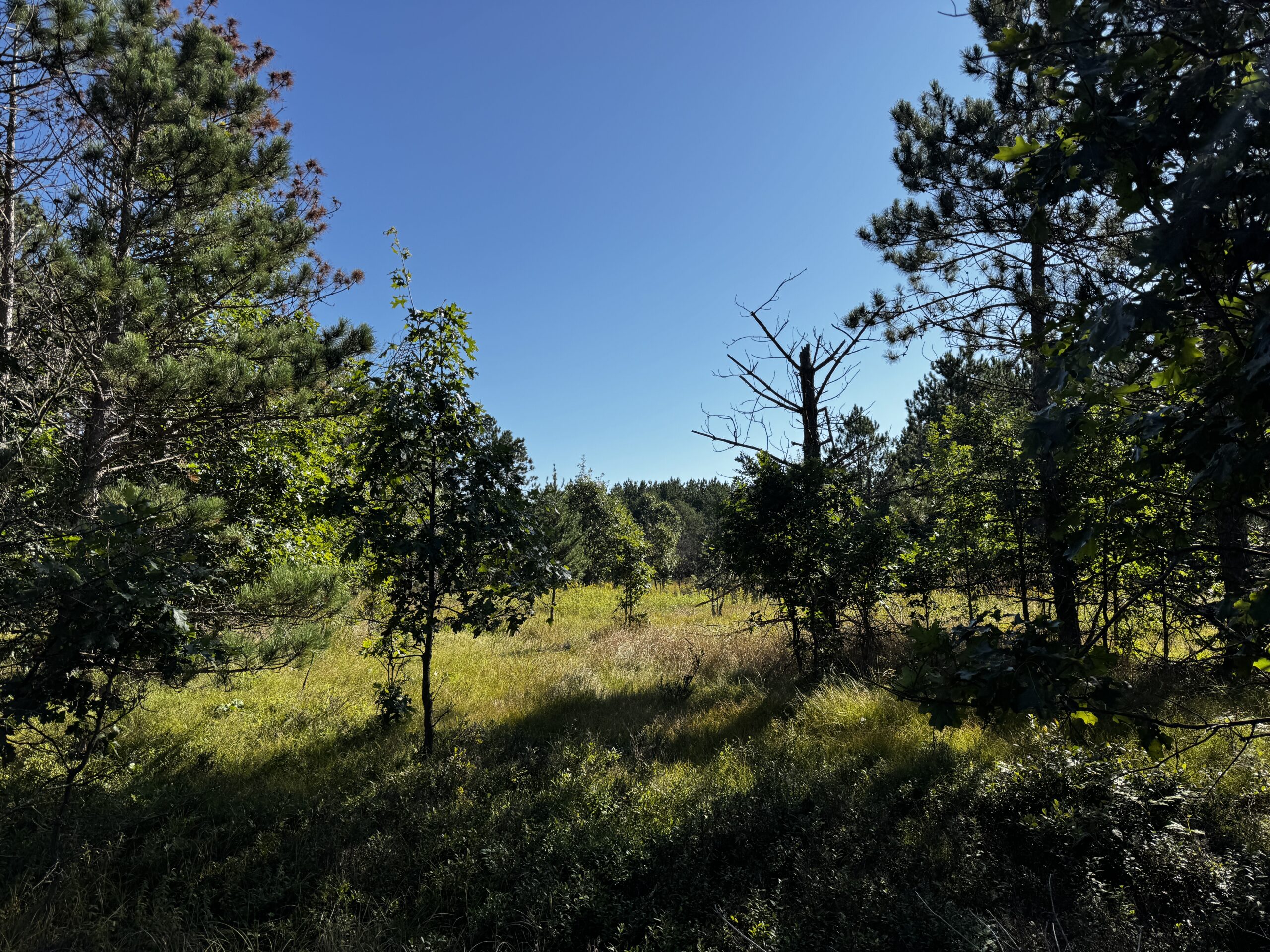 80-acre timber tract in Adams County