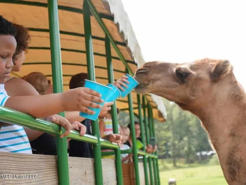 Magnolia Wilds – Premier Louisiana Investment Property for Sale