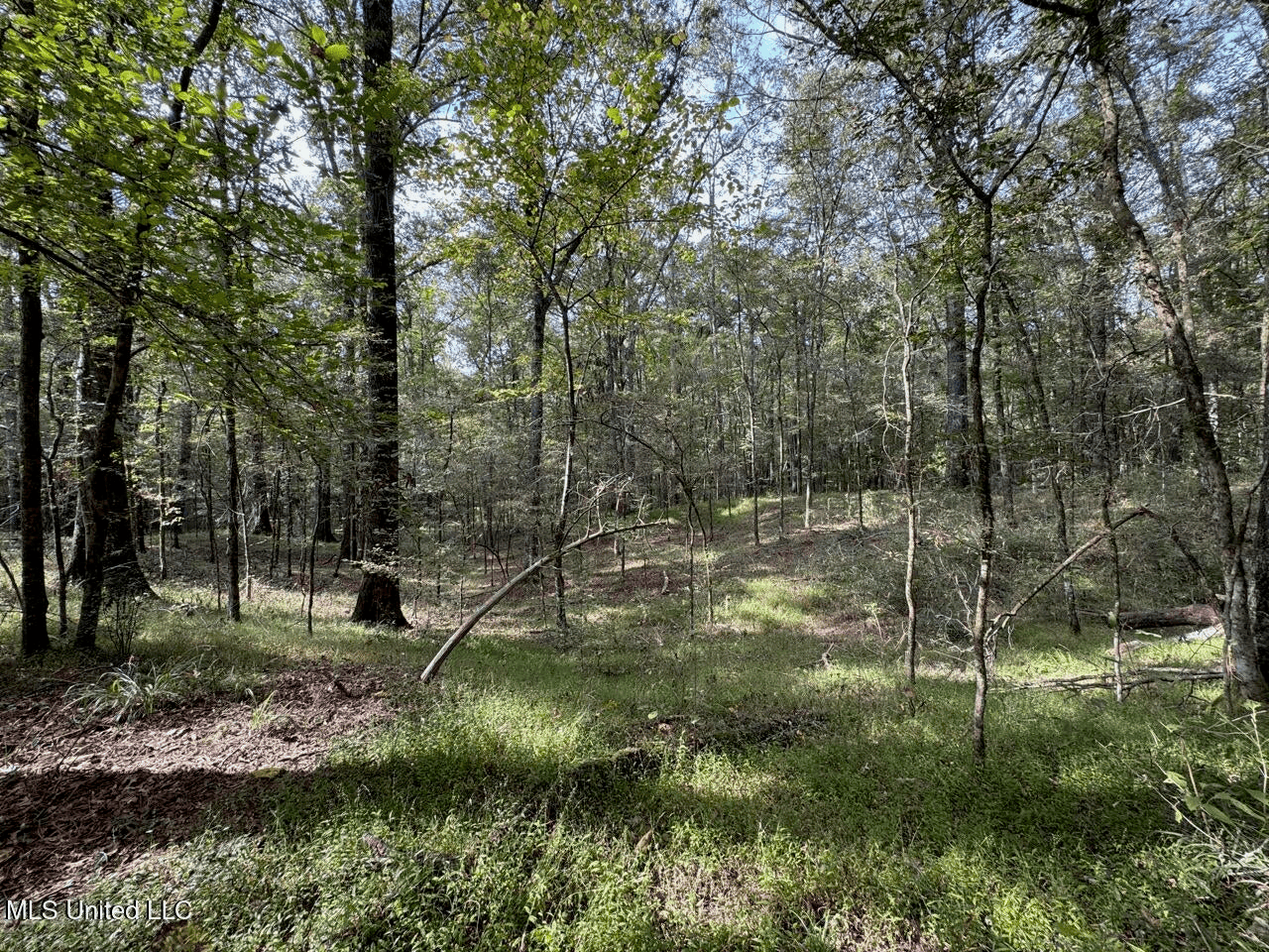 Hunting Land in Claiborne County, MS – The Sawmill 98