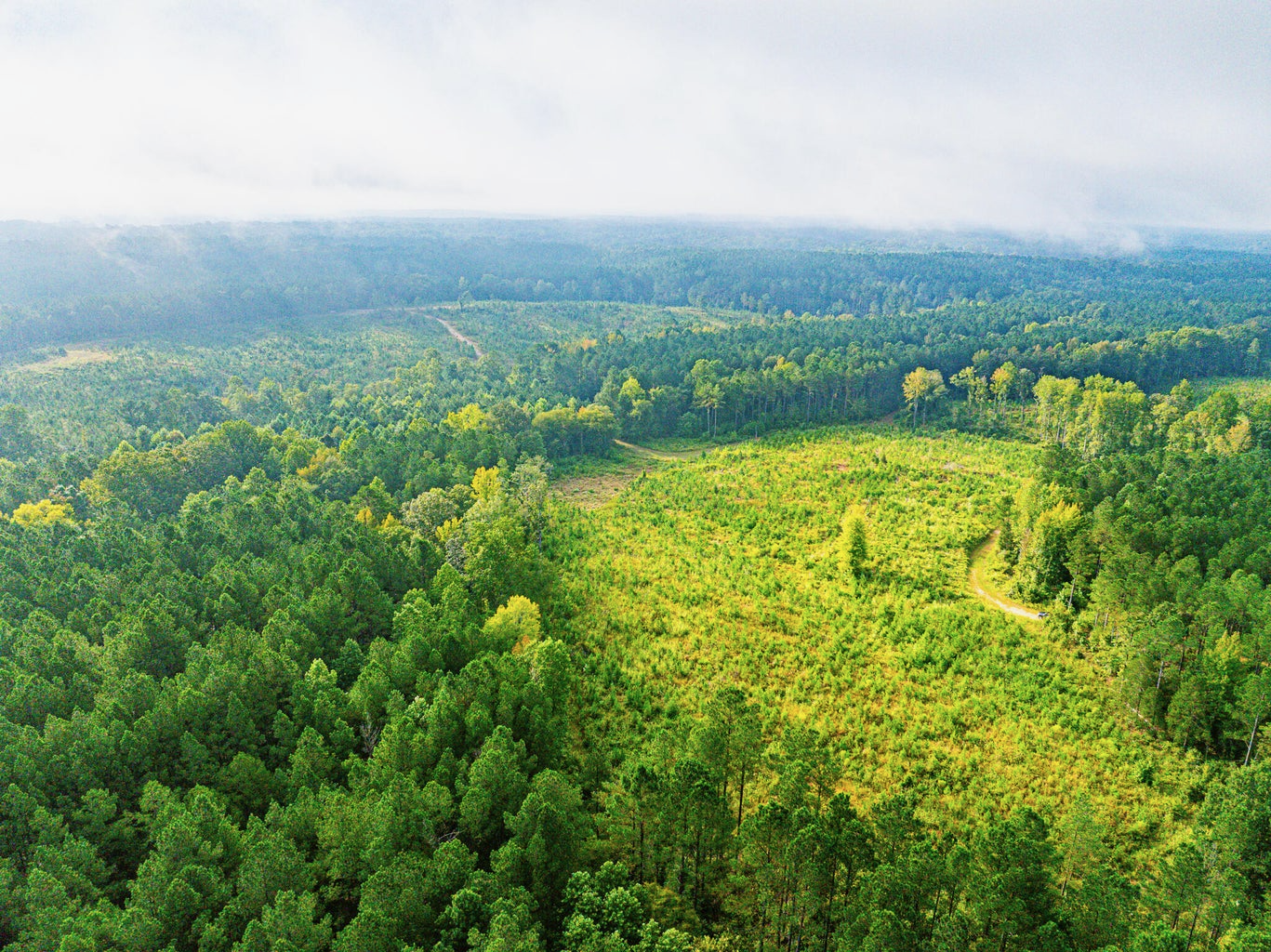 701 Acre Timber & Hunting Land Prentiss Co MS