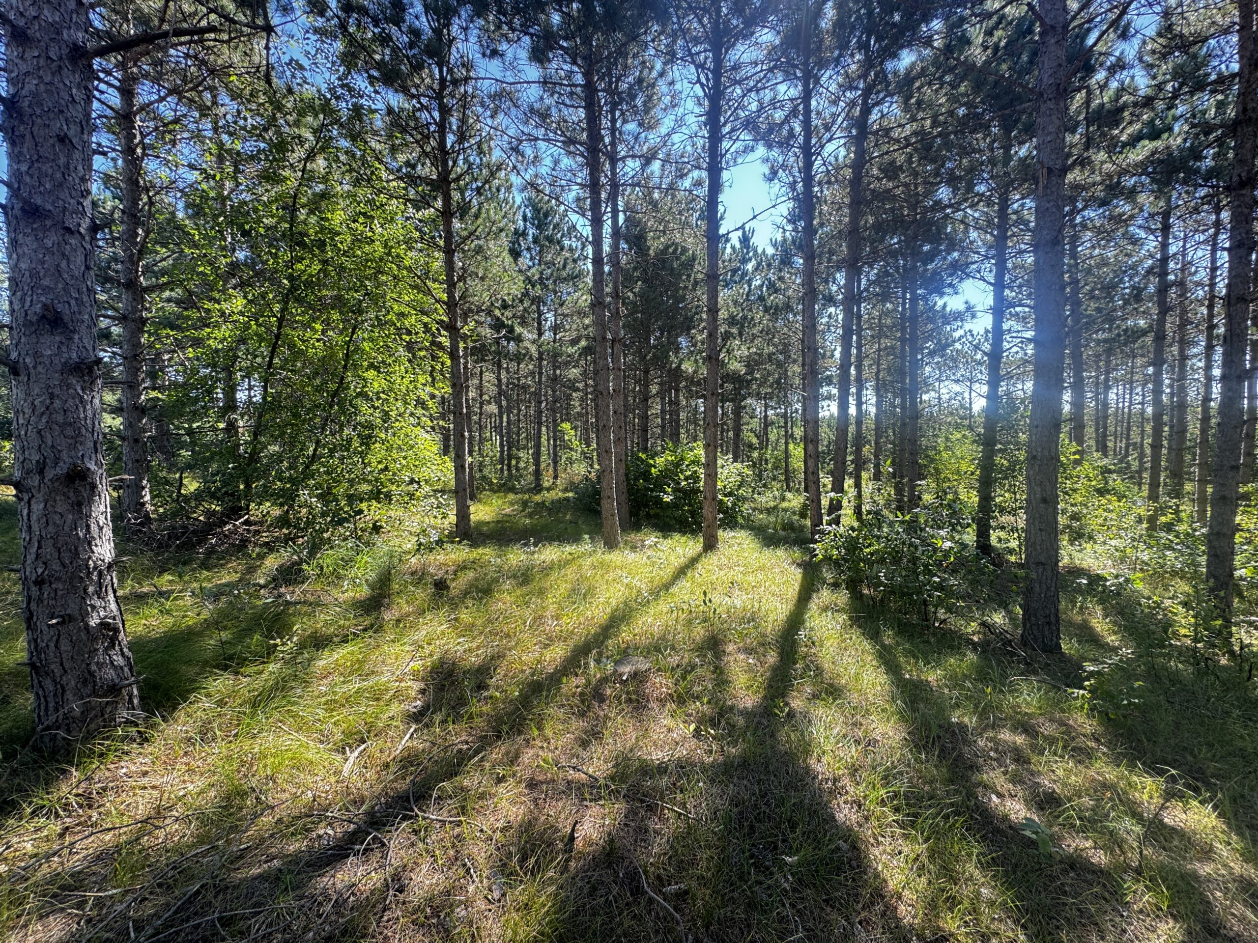 77-acre timber tract in the Town of Rome