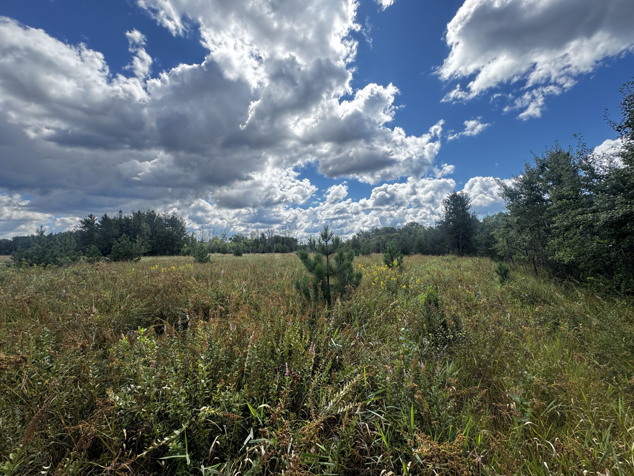 80-acre timbered tract in the Town of Big Flats, Adams County