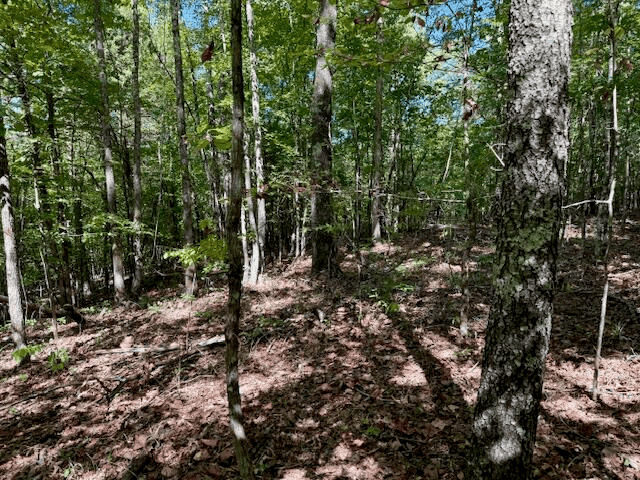 650 Acres Timberland and Lake Site Calhoun County MS