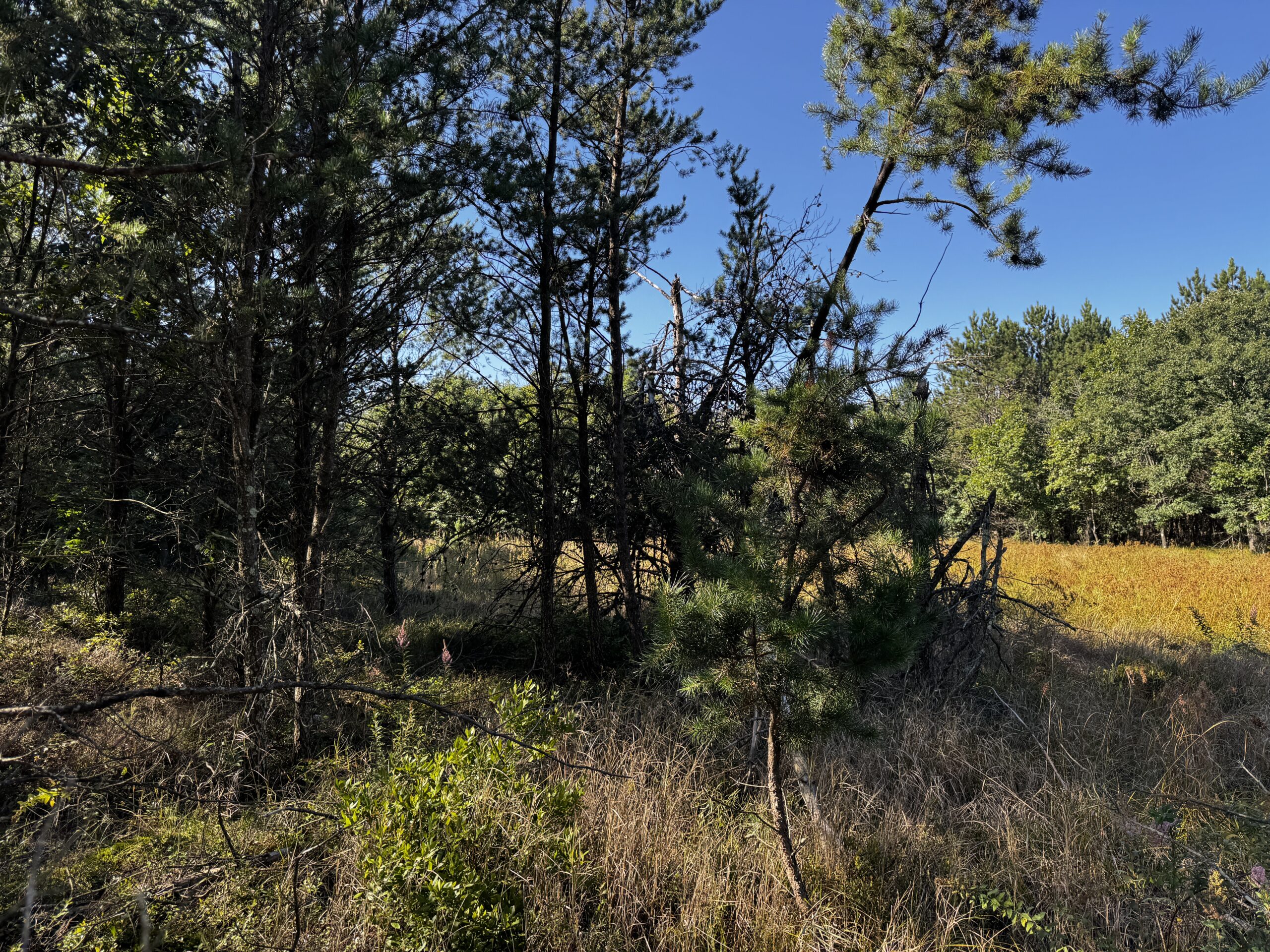 80-acre timber tract in Adams County