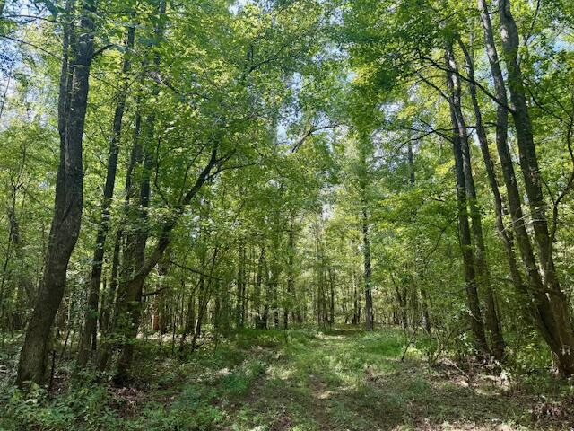 Mississippi Land For Sale With A Creek