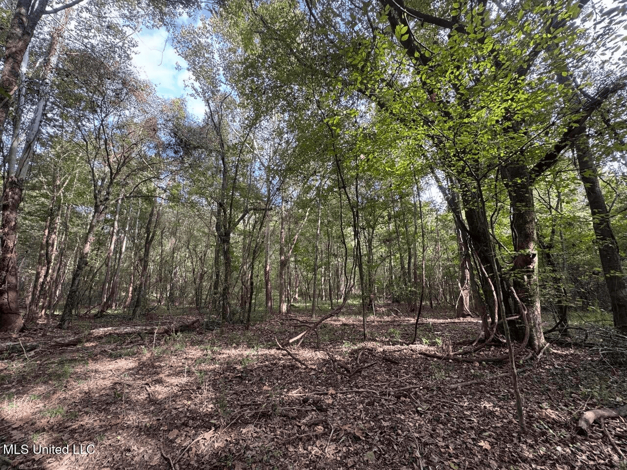 Hunting Land in Claiborne County, MS – The Sawmill 98