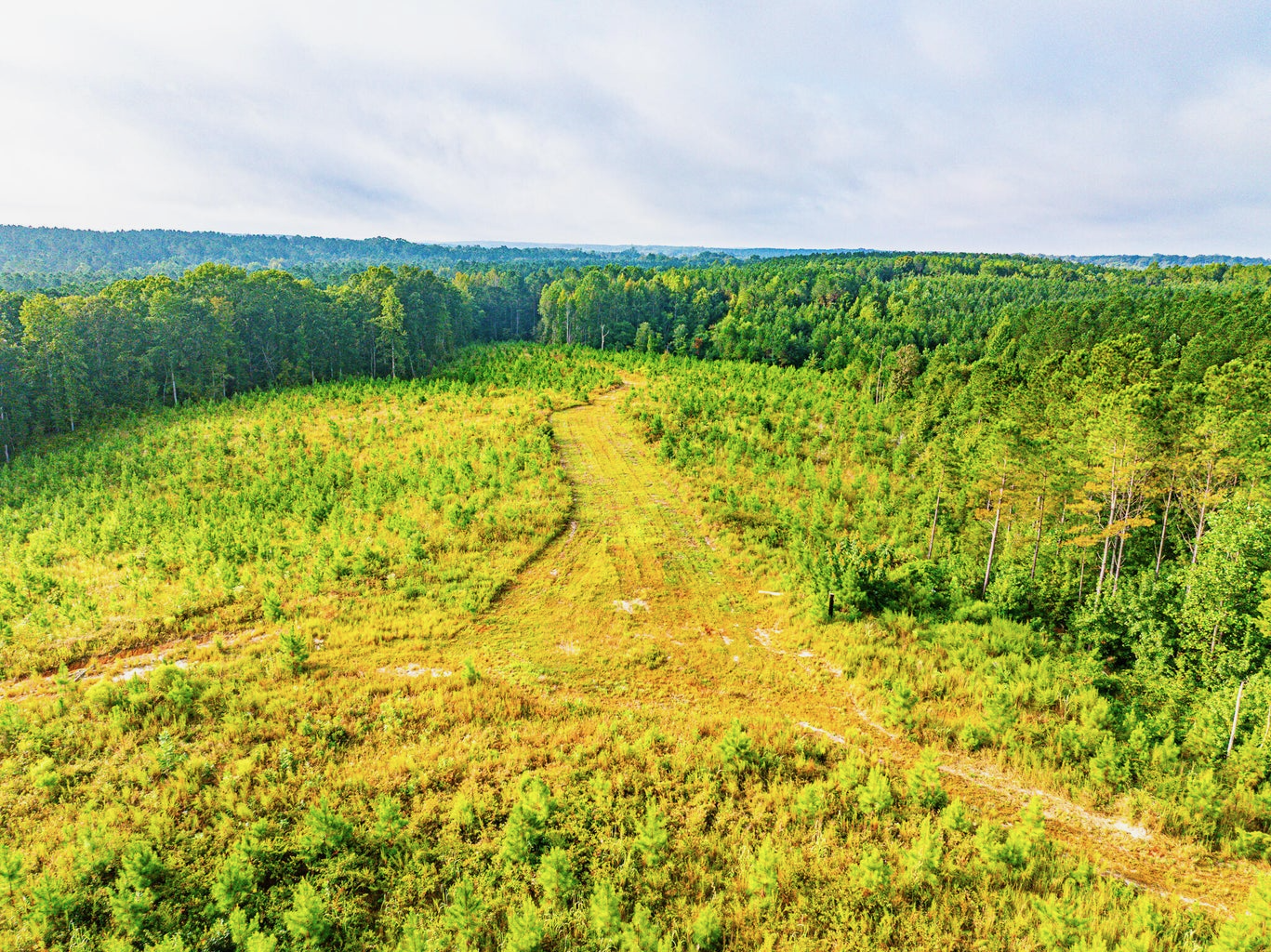 701 Acre Timber & Hunting Land Prentiss Co MS