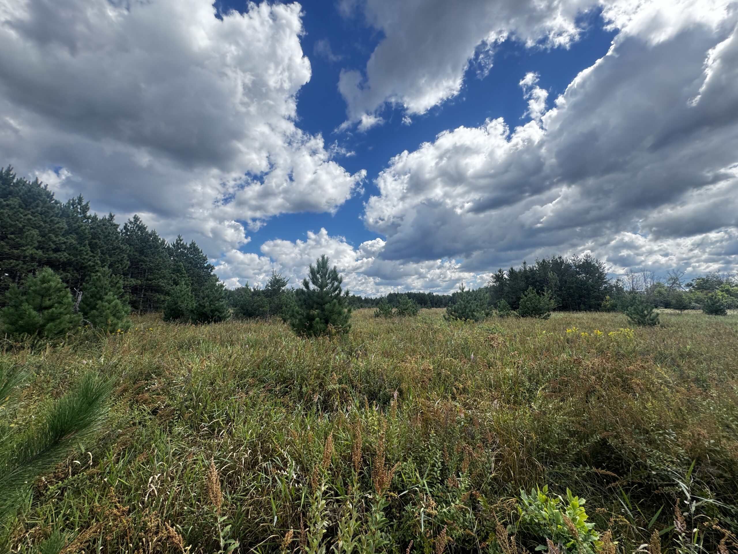 80-acre timbered tract in the Town of Big Flats, Adams County