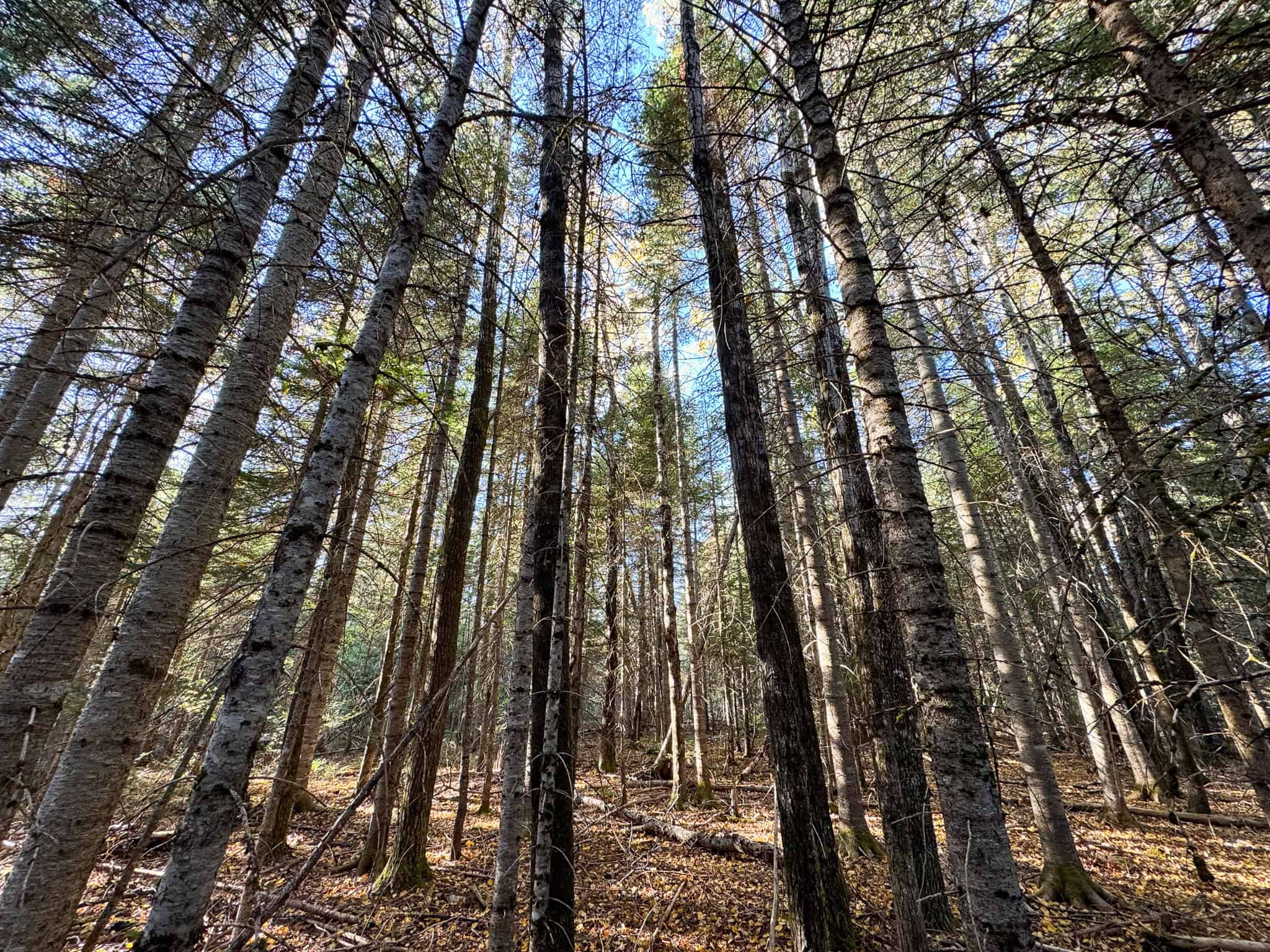 Maine Country Home on 36 Acres of Peace and Privacy