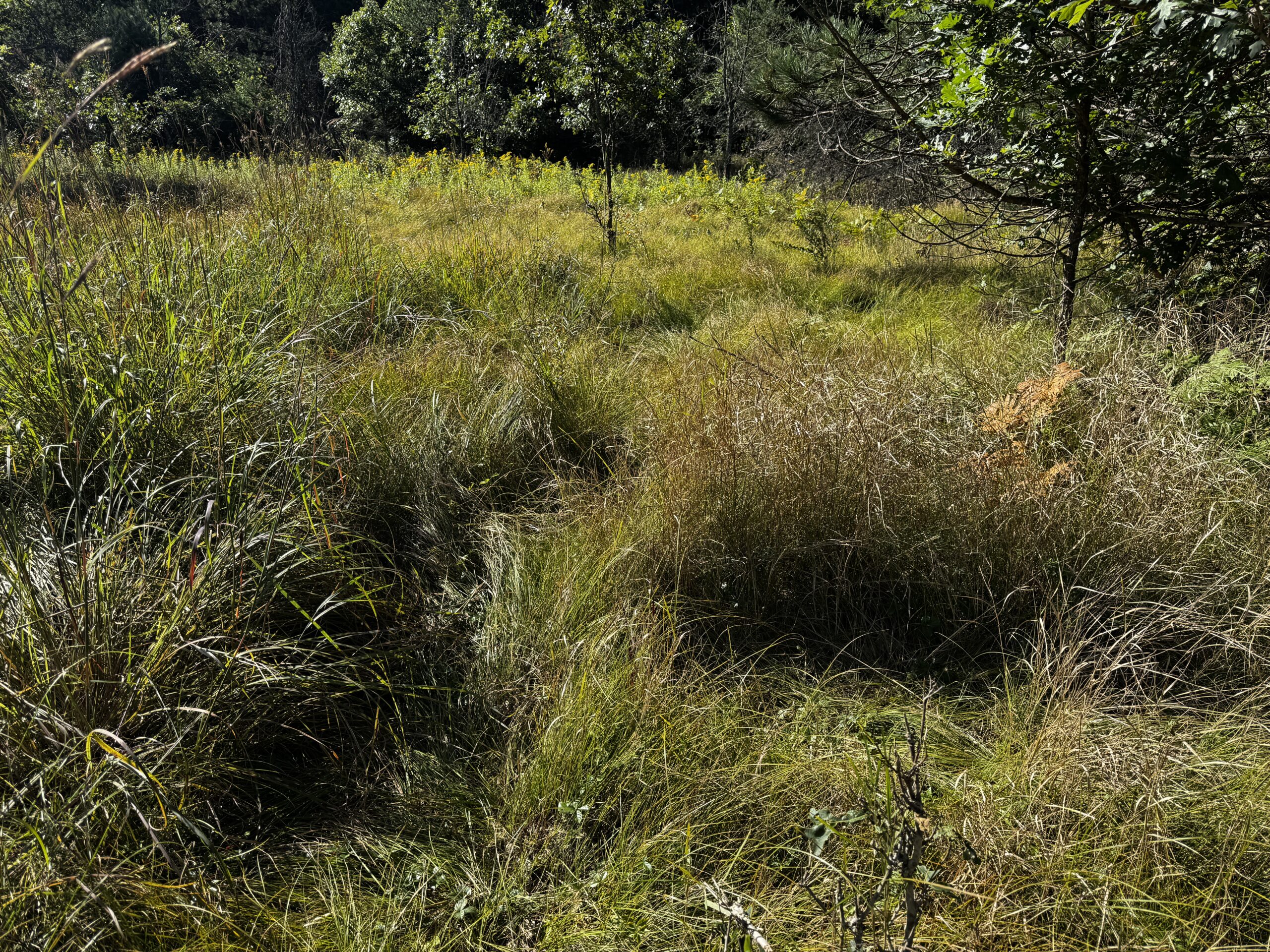 80-acre timber tract in Adams County