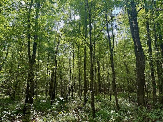 Mississippi Land For Sale With A Creek