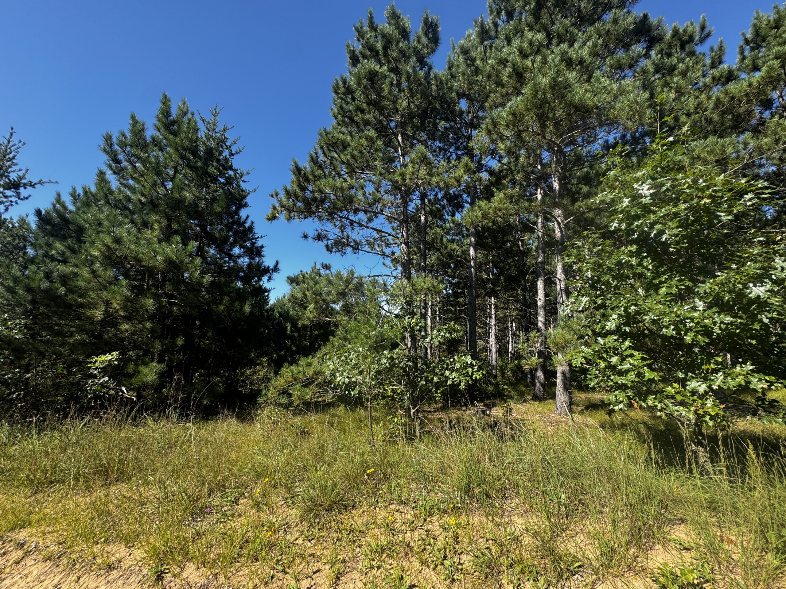 77-acre timber tract in the Town of Rome
