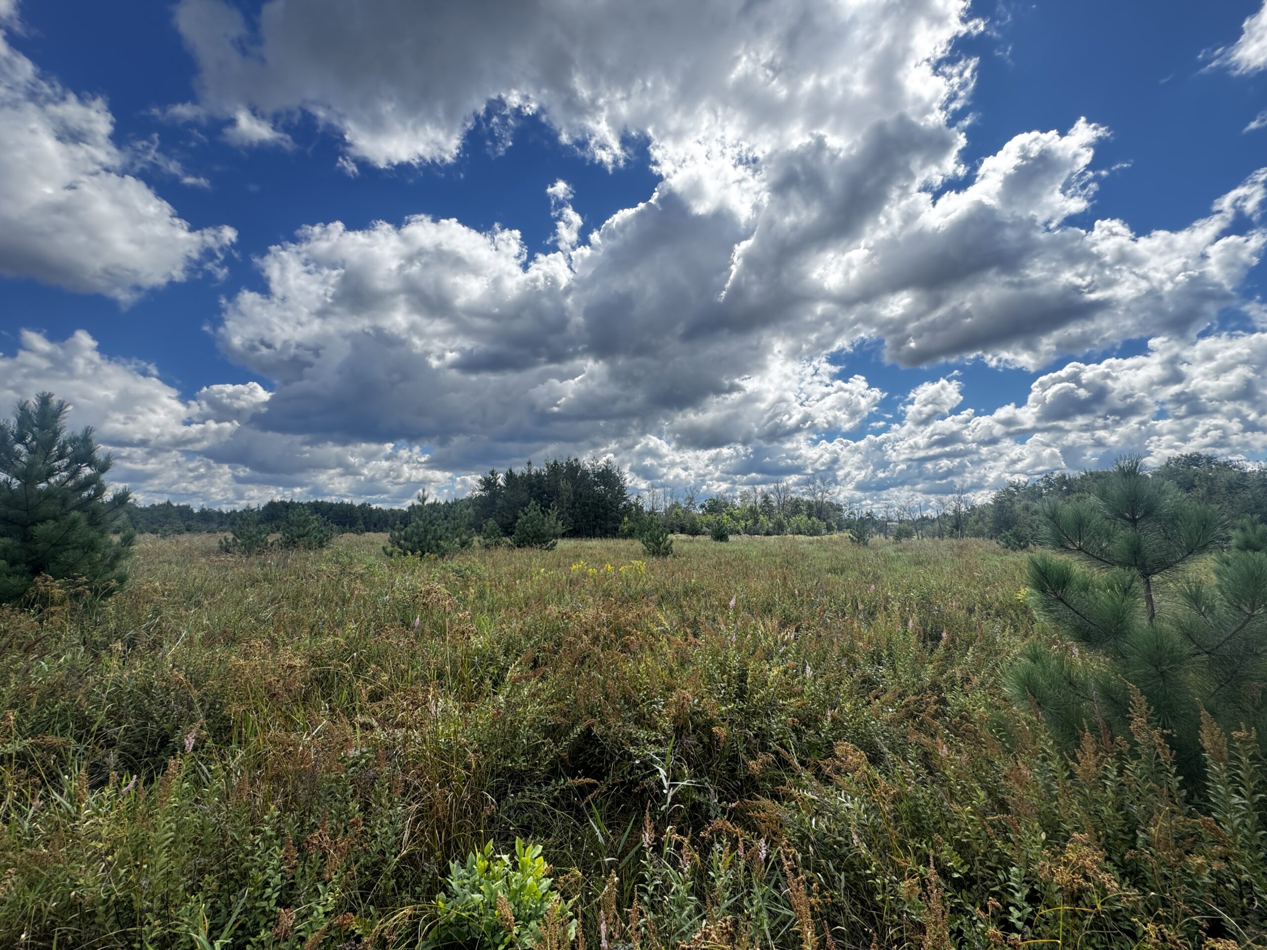 80-acre timbered tract in the Town of Big Flats, Adams County