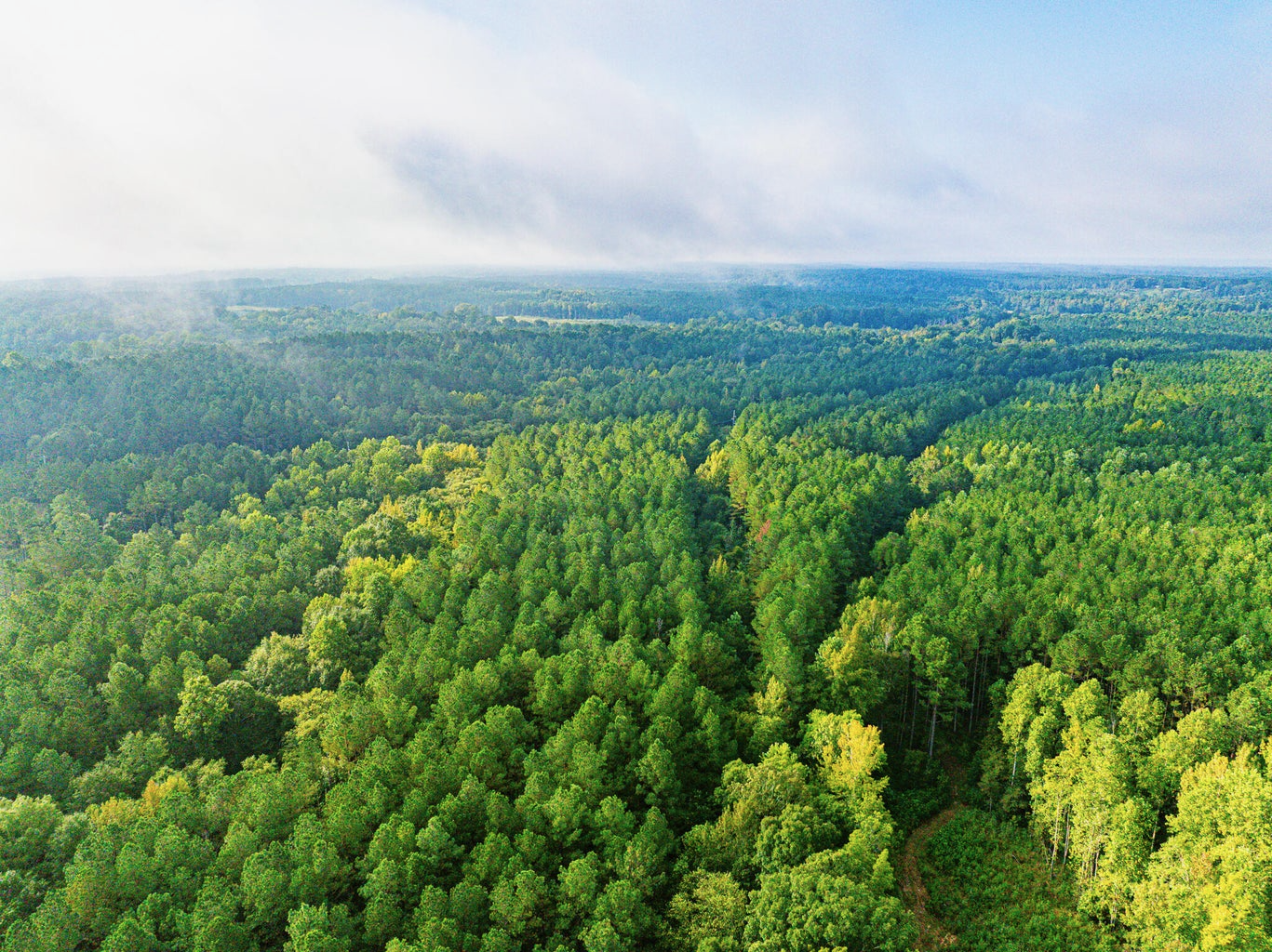 701 Acre Timber & Hunting Land Prentiss Co MS