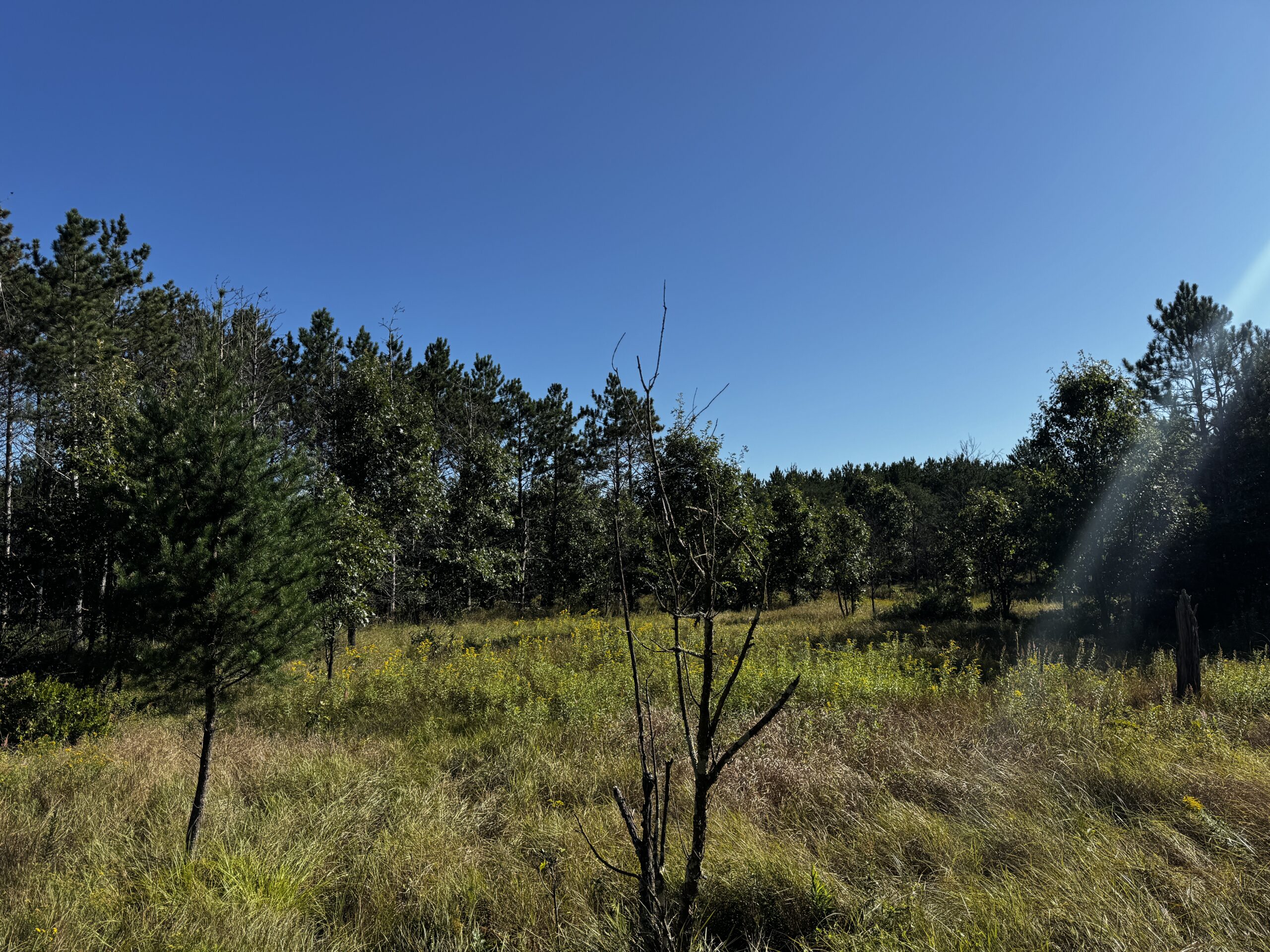 80-acre timber tract in Adams County