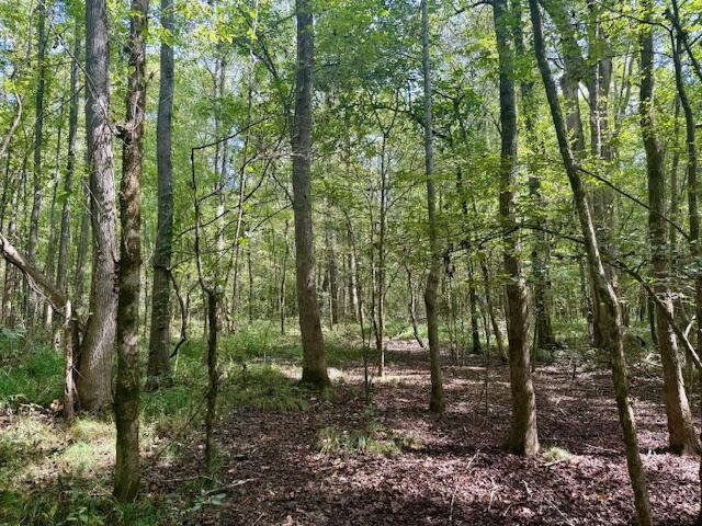 Mississippi Land For Sale With A Creek
