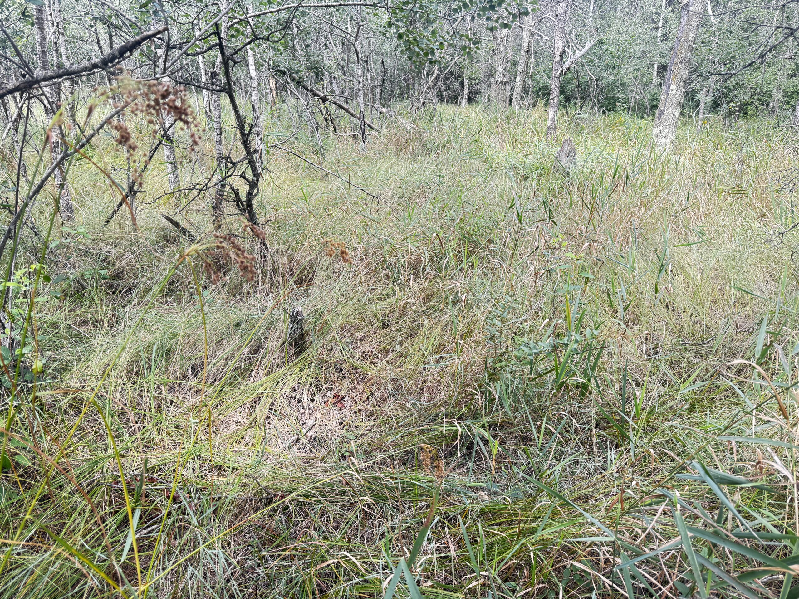 80-acre timbered tract in the Town of Big Flats, Adams County
