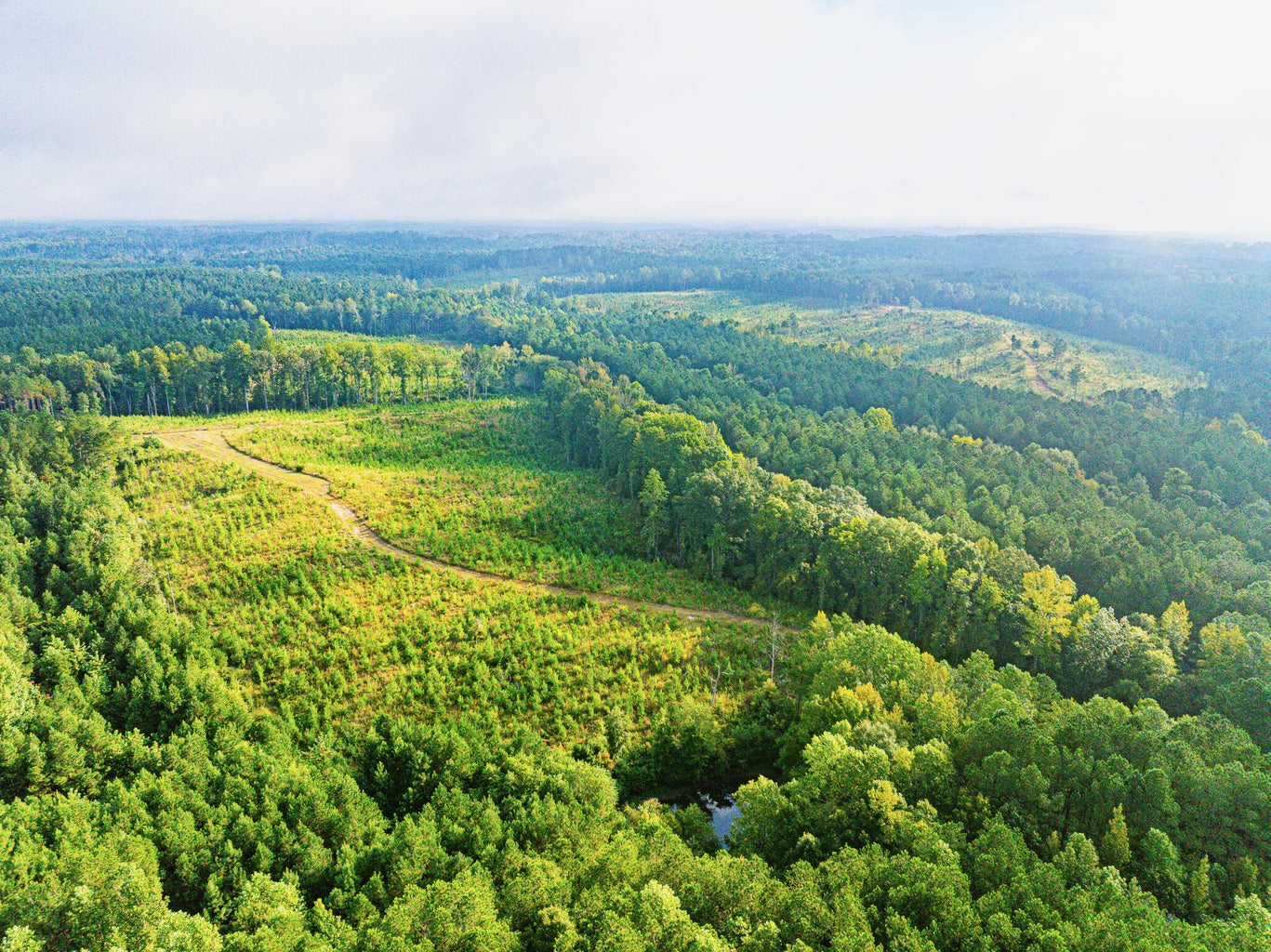 701 Acre Timber & Hunting Land Prentiss Co MS