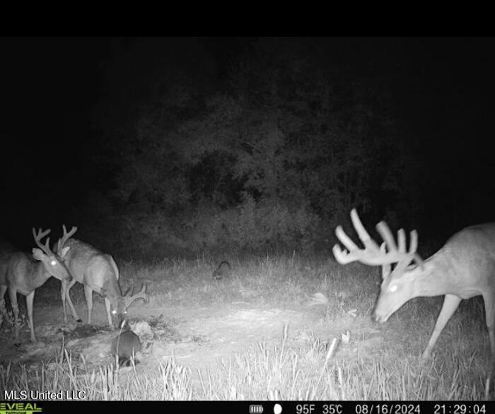 Yazoo River Hunting Tract 78.16 Acres