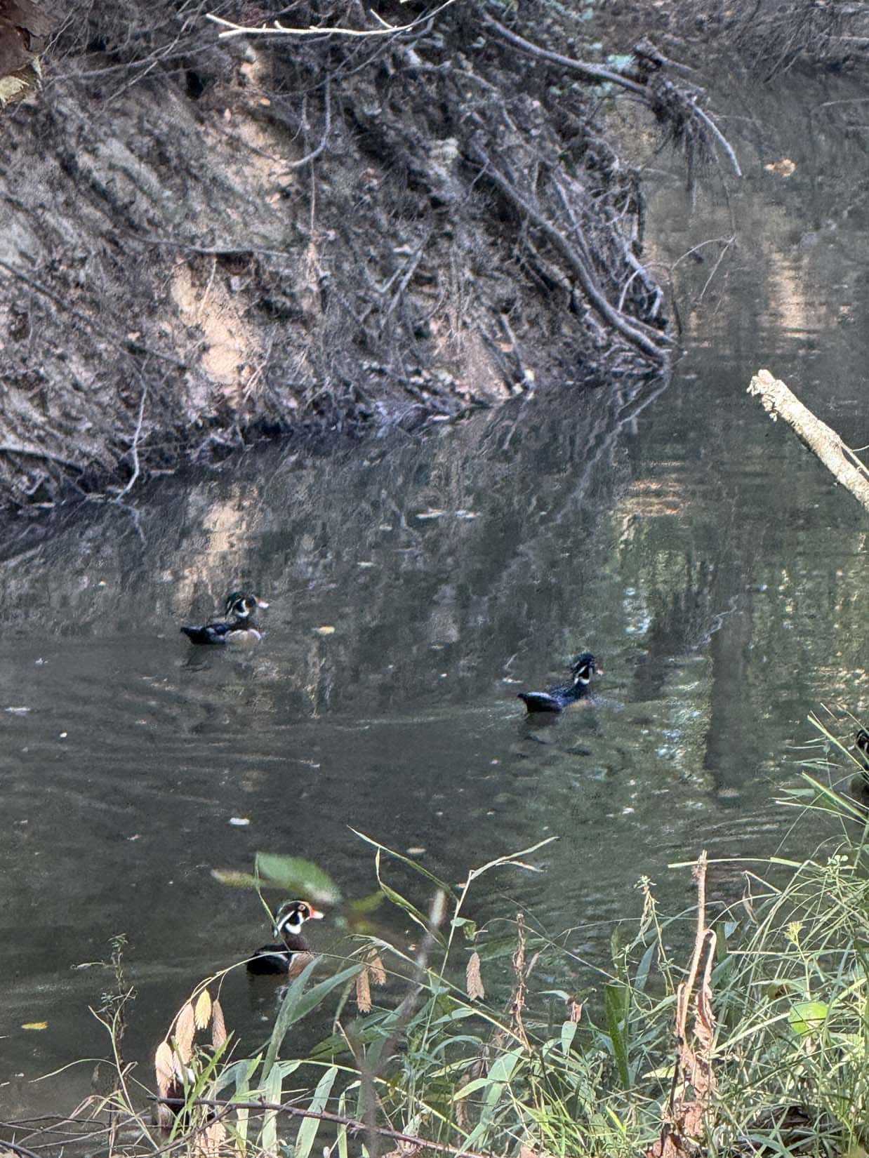 East Texas Hunting Property with Year-Round Creek in Fruitvale