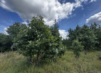 40-acre timber tract in Adams County