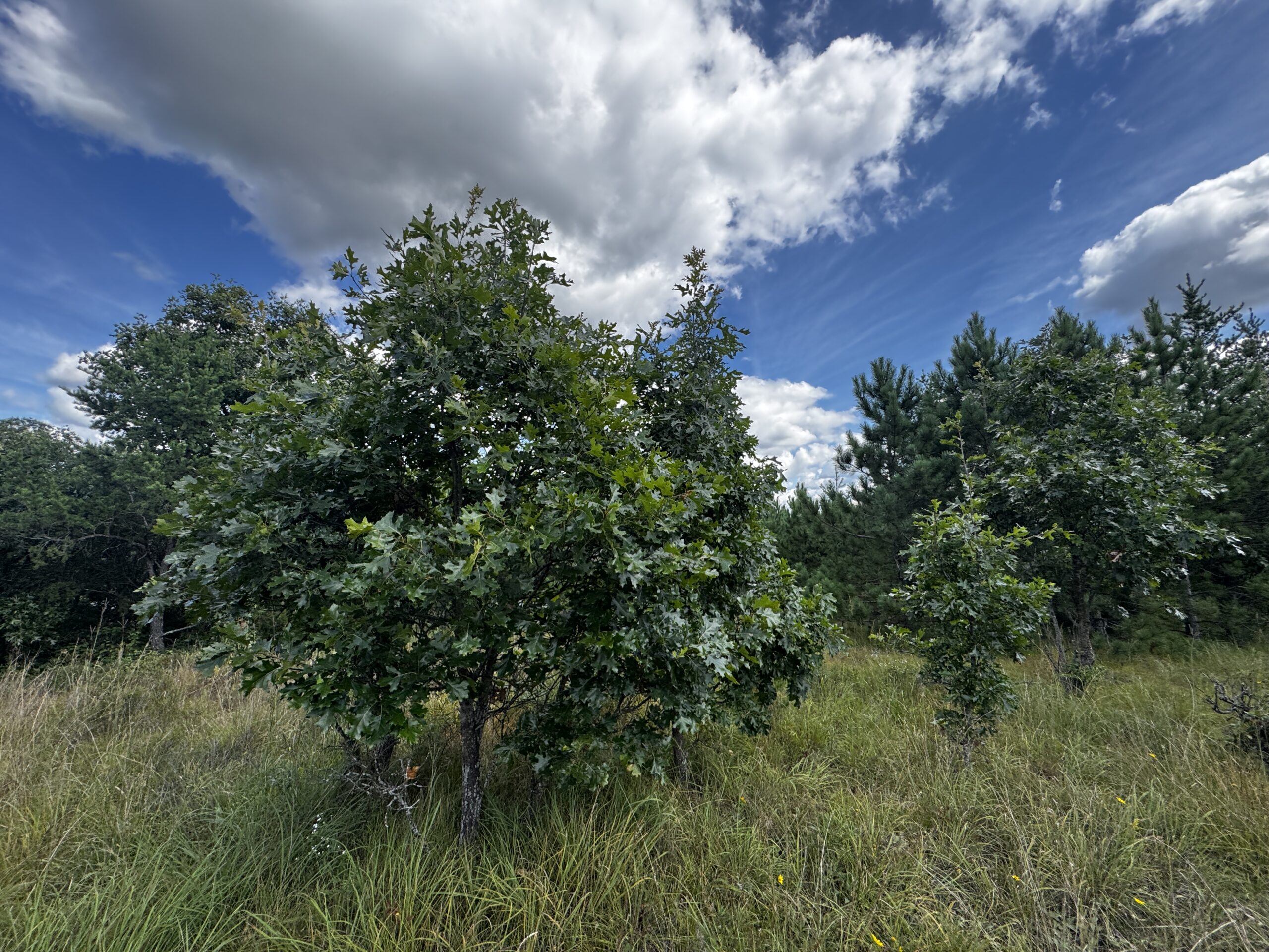40-acre timber tract in Adams County